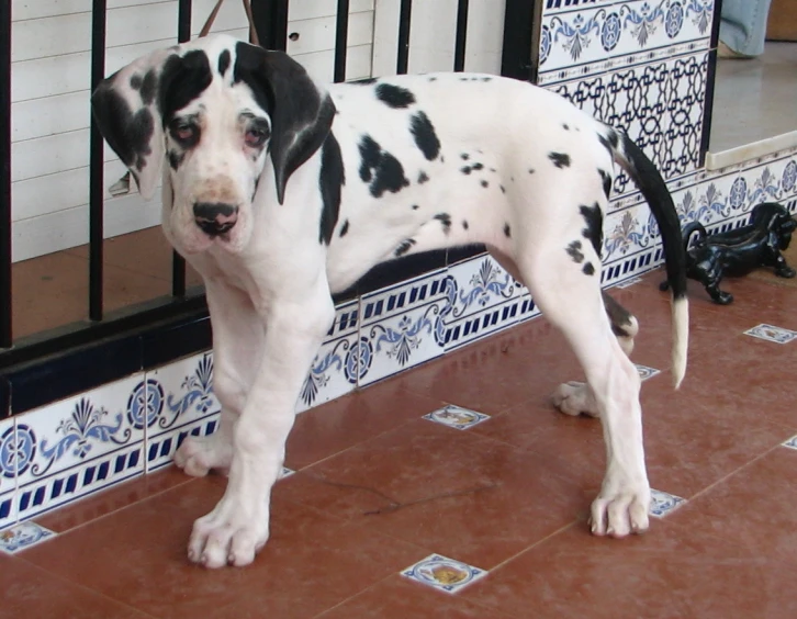 an animal that is standing up on the floor