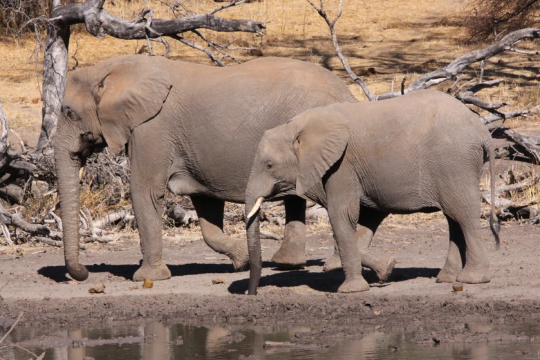 two elephants are walking in the sand by some water