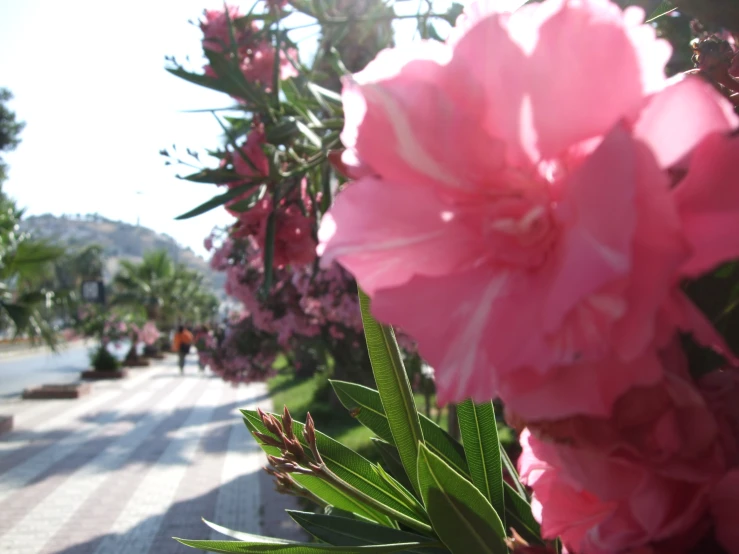 pink flowers line the edge of a walkway