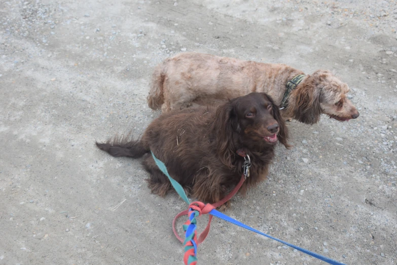 two brown dogs sit in the dirt next to each other