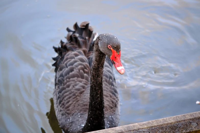 a black and gray bird swims on the water