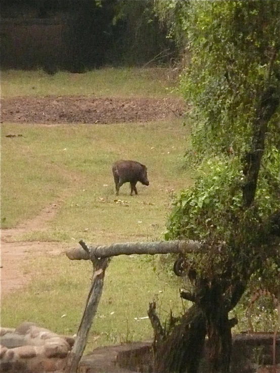 a boar walks through an open grassy area
