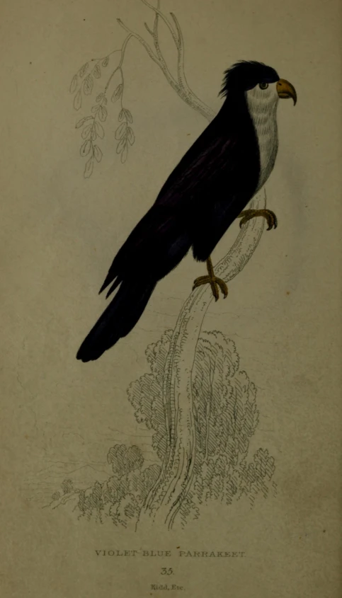 a vintage black and white drawing of a bird on a nch