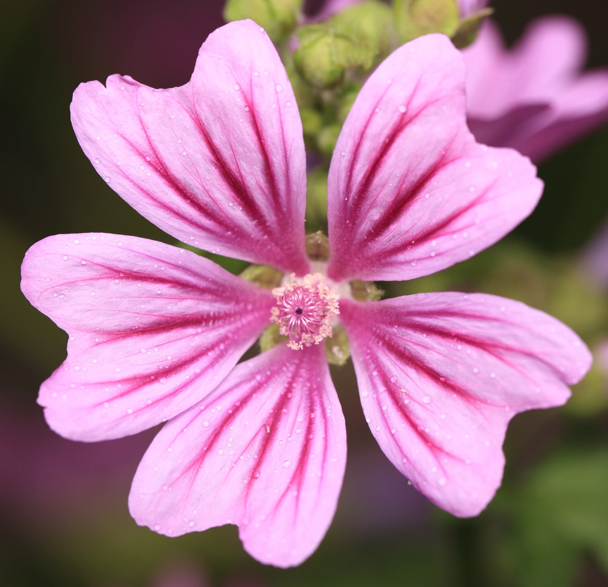 a pink flower with some raindrops on it