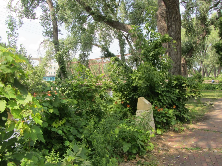 the tall trees in the park are next to the grave