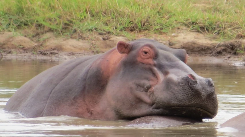 a hippopotamus partially submerged in some water, it's head looking off to the right
