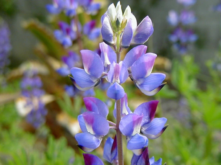 purple and white flowered stems with greenery in the background