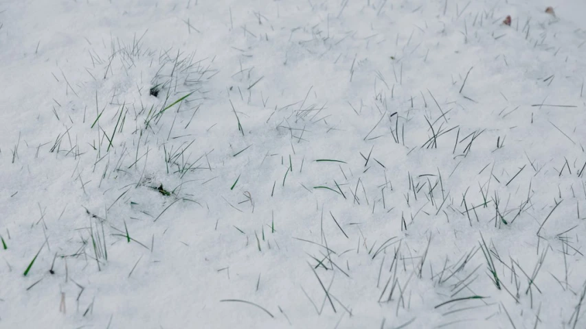 a close up of snow covered grass
