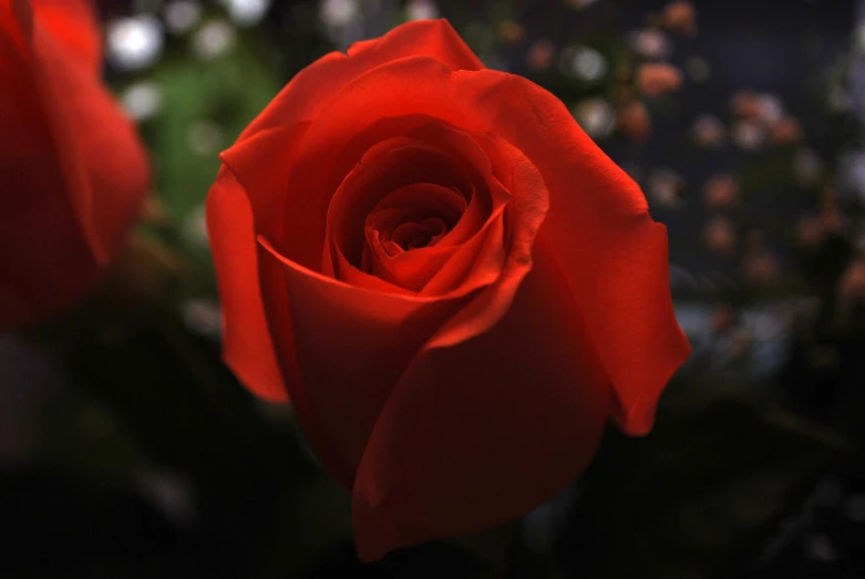 the center and petals of a red rose