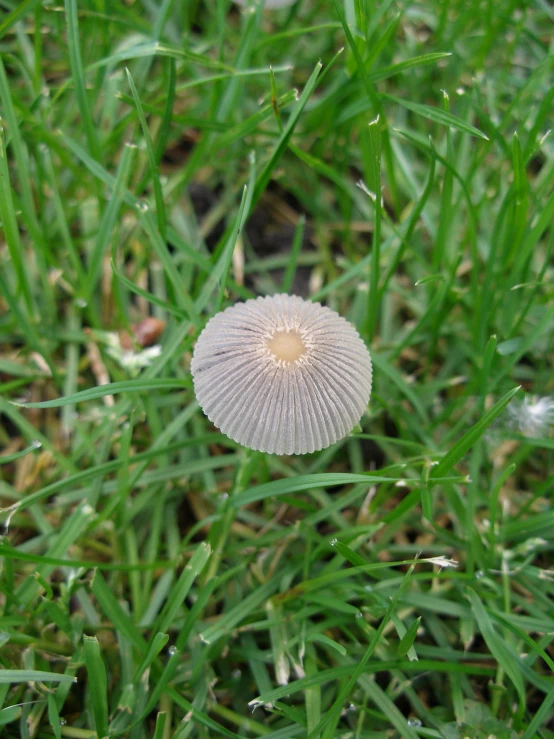 the back end of a flower that is covered in water droplets