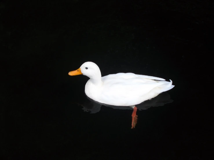 a duck standing alone in the water on a dark surface