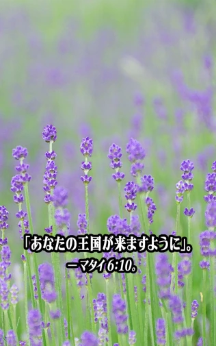 a field with lavender flowers that say in english
