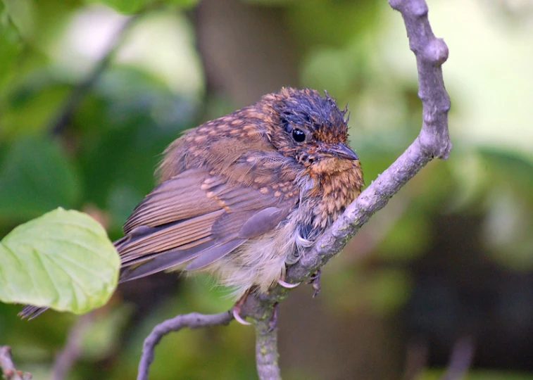 a brown and blue bird is on a tree nch