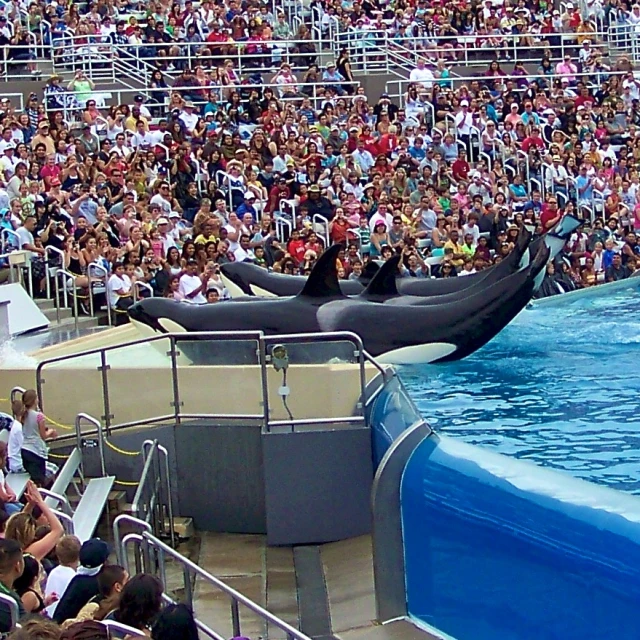 two whale swimming in an aquarium with people in the bleachers