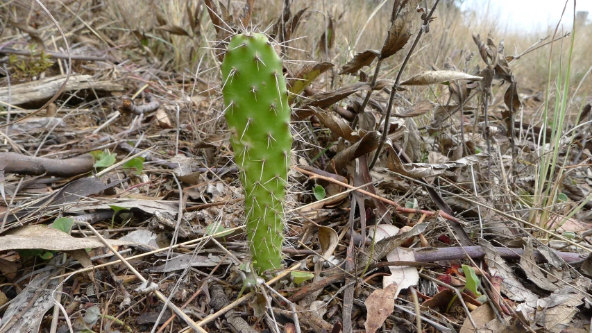 a green cactus is standing among many dead plants