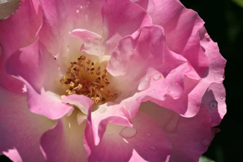 a closeup s of a rose blossom