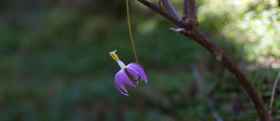 a purple flower hanging from a tree in the forest