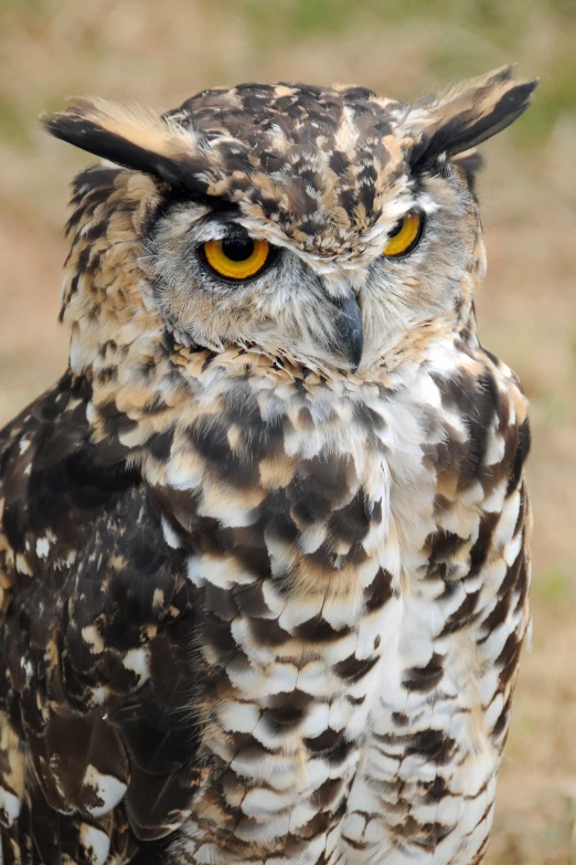 closeup of the head of an owl looking toward the camera