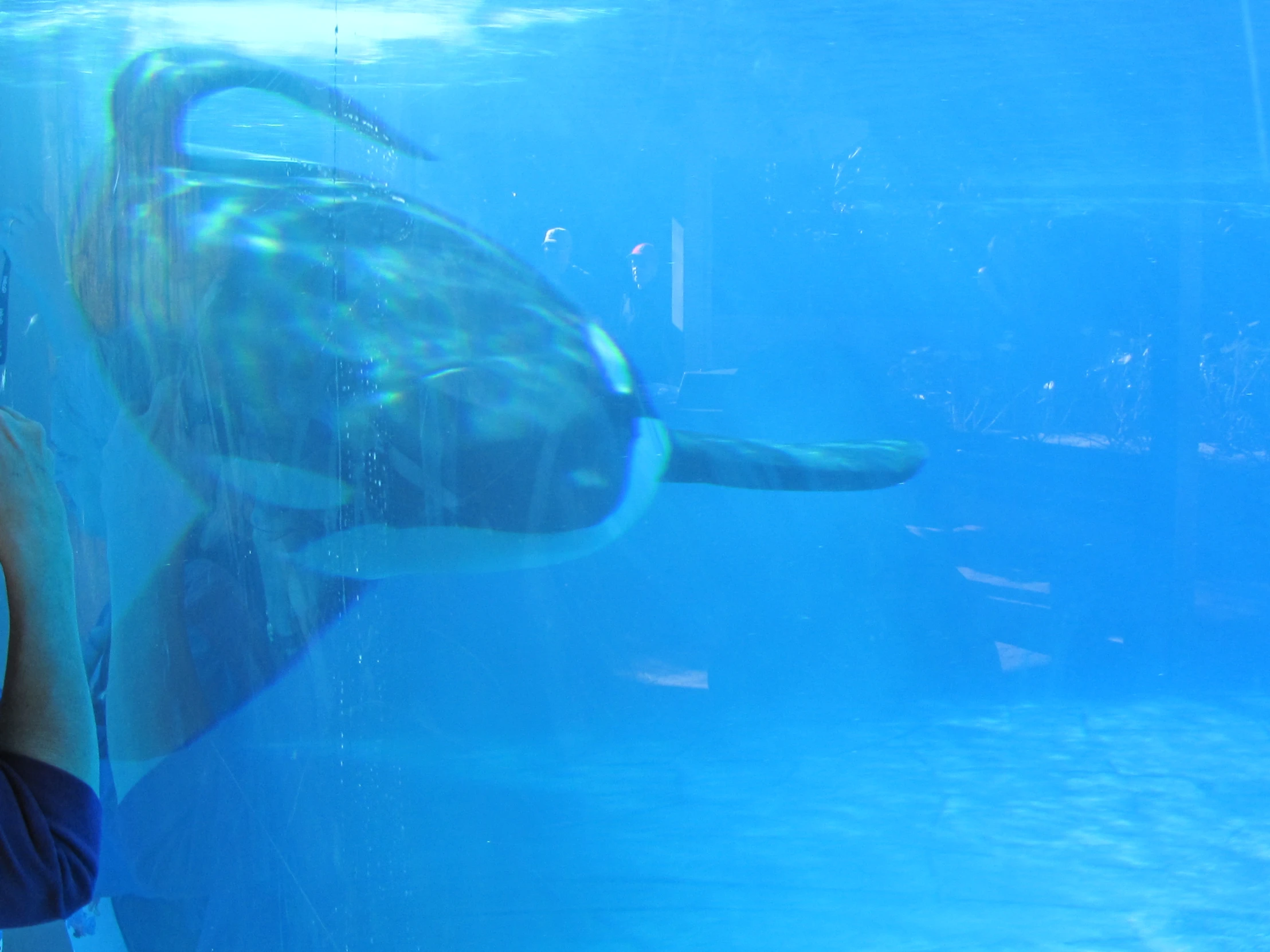 a man taking a po of a sea turtle