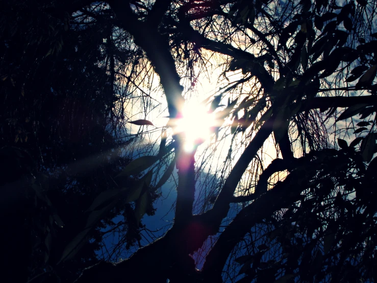 a po of the sun shining through trees