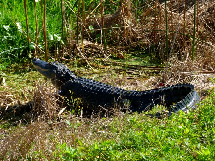 a large alligator laying in a lush green field