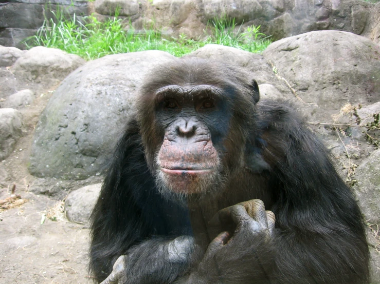 a gorilla is sitting next to an adult