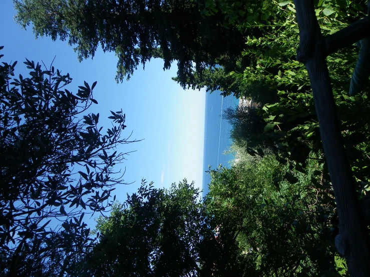 trees are in the foreground, and the sky is in the background