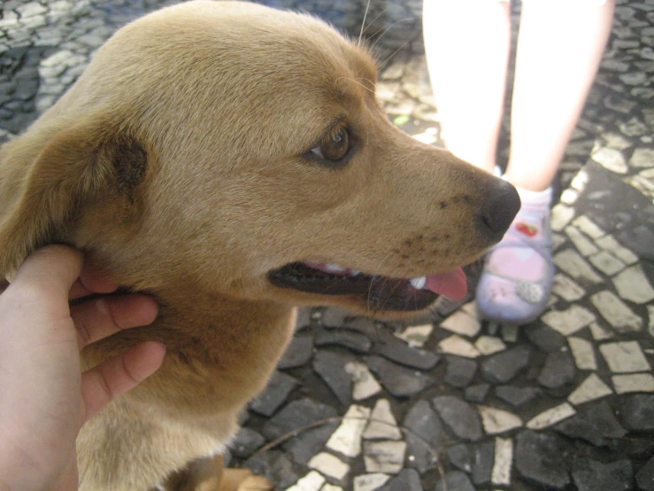 a dog is being petted by its owner