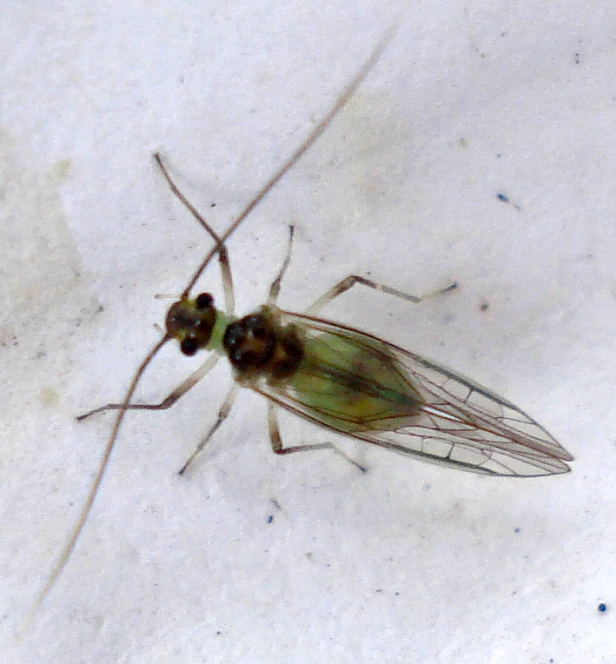 a green and black fly insect on a piece of paper