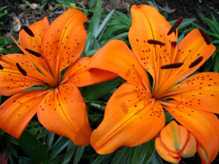 three orange flower petals on some green leaves