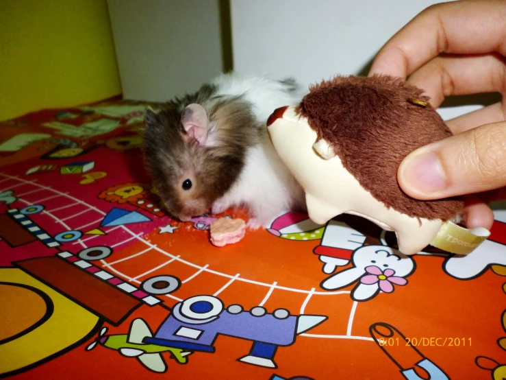 a hand reaches for a toy inside of a small rat