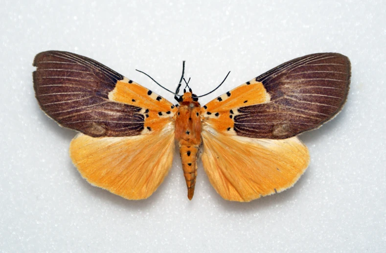 an orange and yellow erfly on snow covered ground