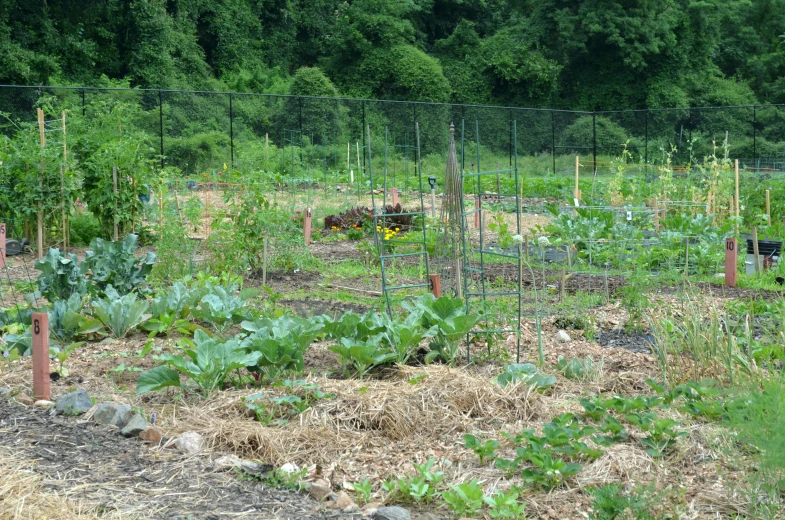 a row of different type of vegetable plants