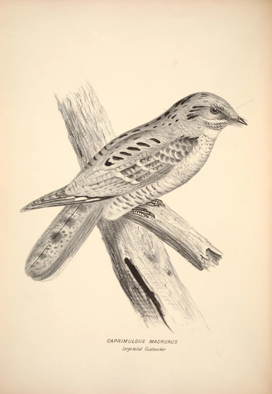 a pencil drawing of two little birds sitting on the nch