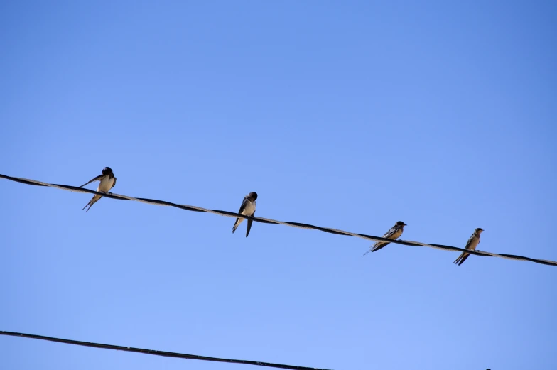 five birds sitting on an electric wire against the blue sky