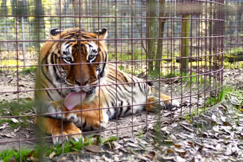 a tiger sitting in the shade inside an enclosure