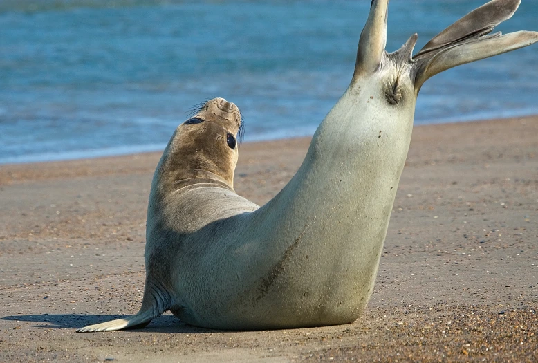 sealion rolling around on its back and stretching