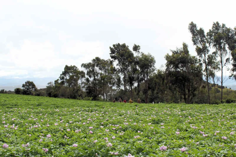 several trees are in the background while an open green field is shown