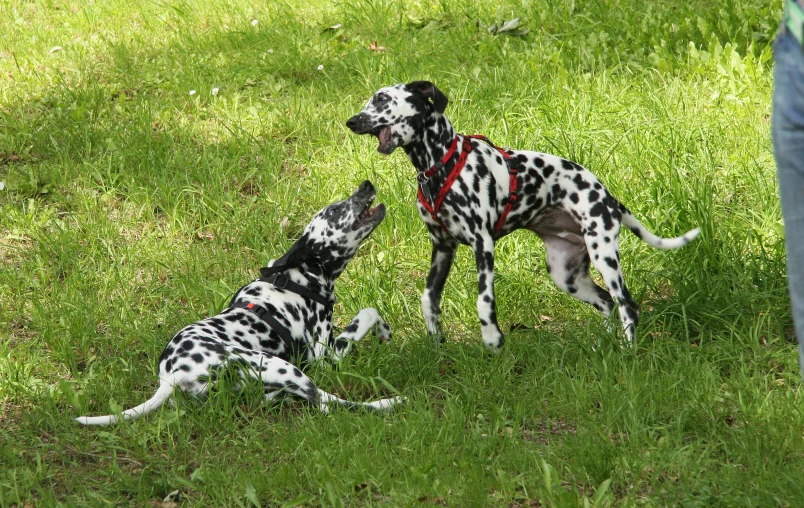 two dalmation dogs playing in a field