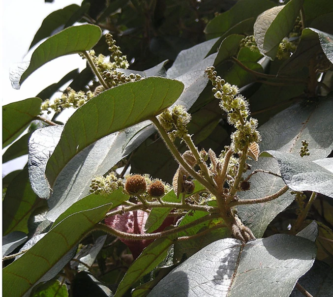 the small buds are on the tree outside