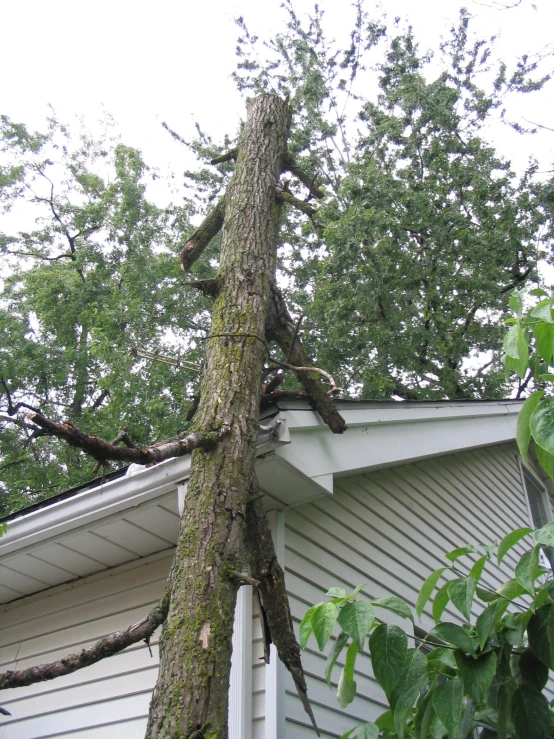 a tree hanging from a gutter on the top of a house