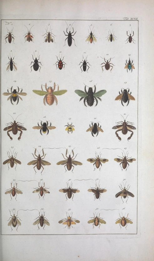 an illustration of bugs, from a book