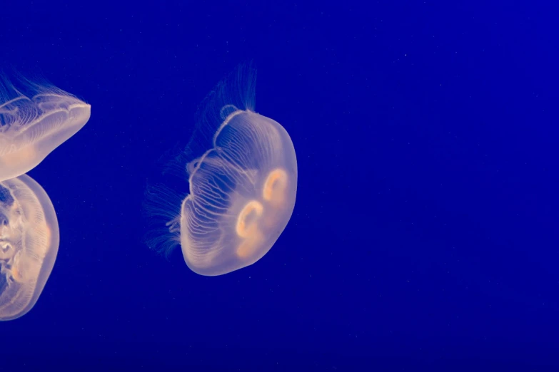 two jellyfish swimming in the dark blue water