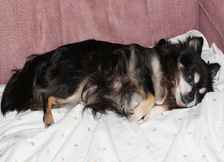 a close up of a dog on a bed