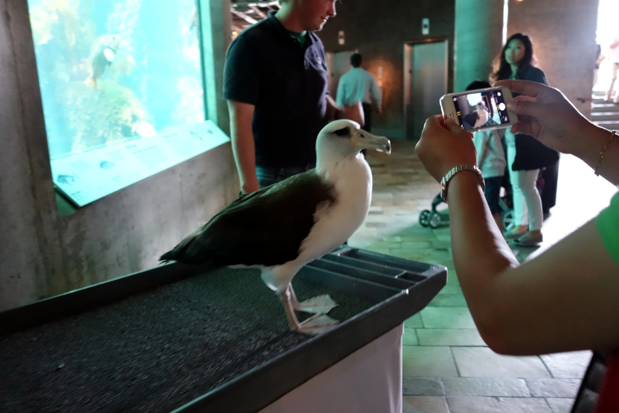 a seagull sitting on top of a counter while someone pographs it