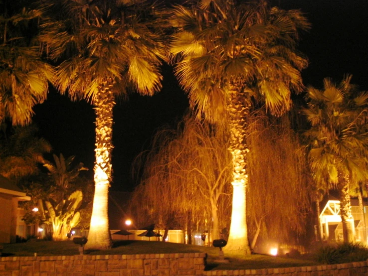 a night view of palm trees lit up on the outside