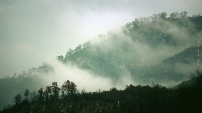 a very dense area with many trees and clouds