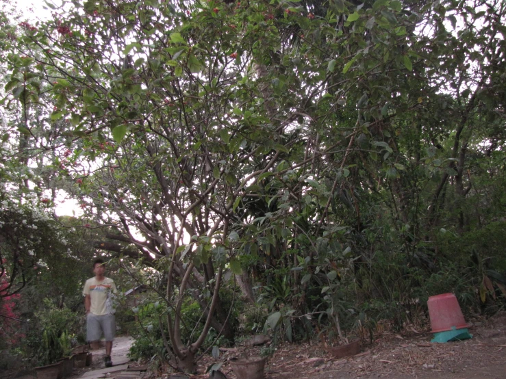 a man is standing on a path next to a forest