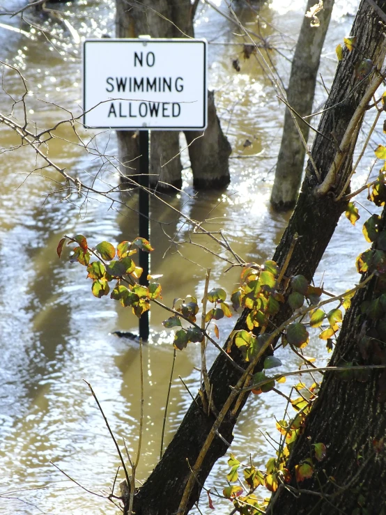 a sign is in the water near the street