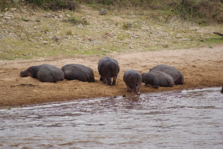 a herd of rhinos laying around in the mud